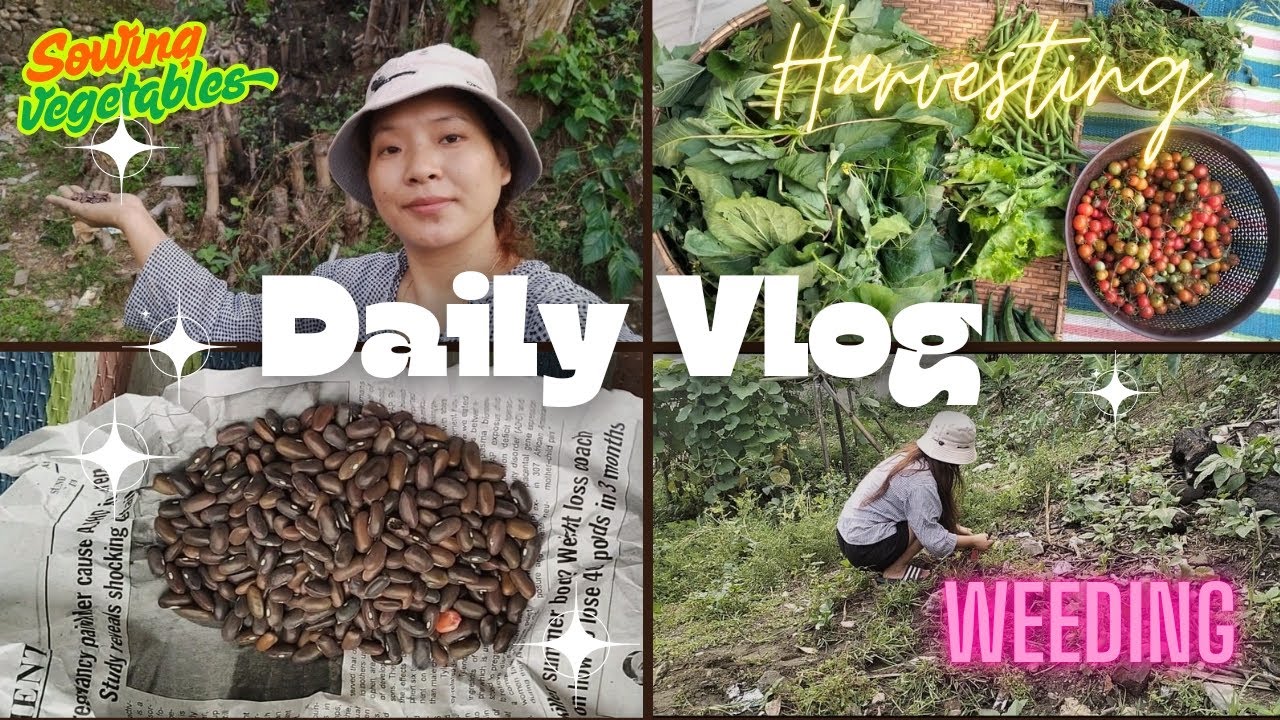 Harvesting, Weeding and Sowing vegitables ll Arunachal Pradesh ll India 🇮🇳