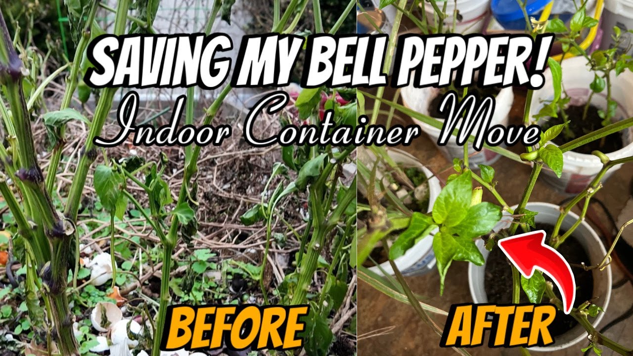 Buhay Amerika: Moving My Bell Pepper Indoors! Raised Bed to Container I PinoyFam in America
