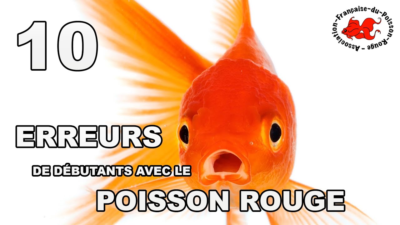 Poisson rouge : 10 erreurs de d&eacute;butant