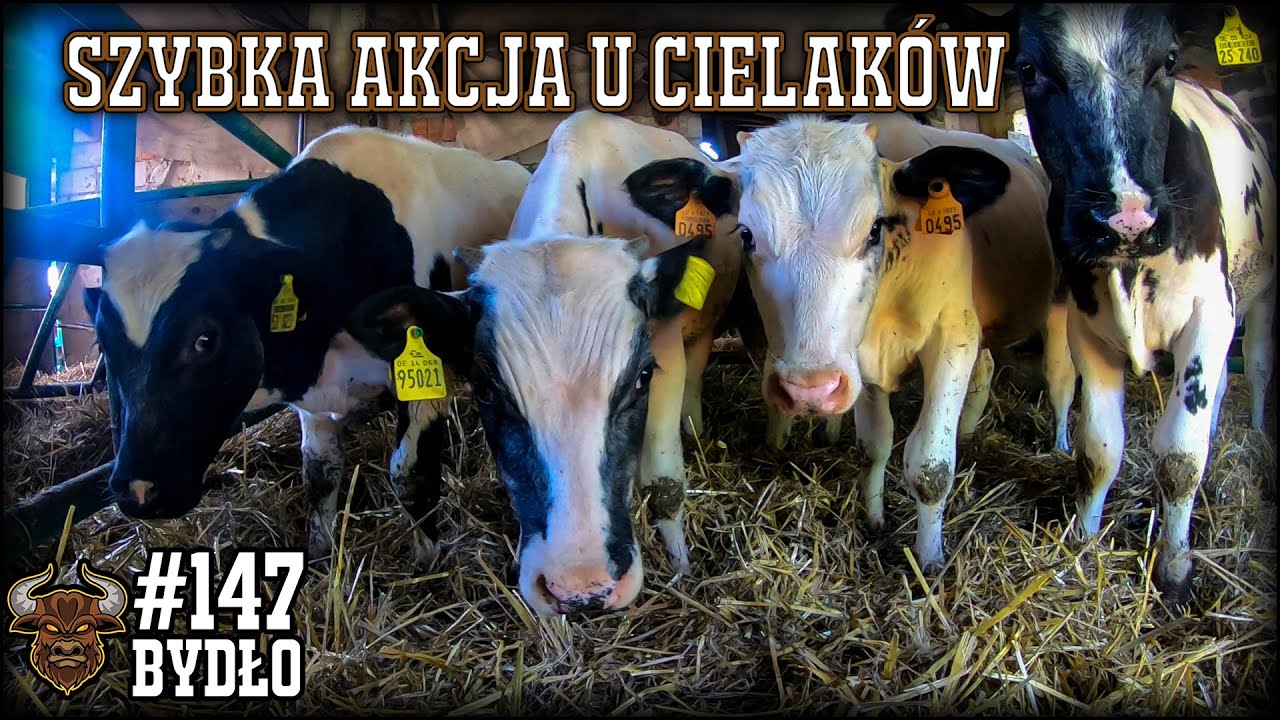 #147 Bydło opasowe -Szybkie sprzątanie u cielaków. Kiedy nowe byczki? Jakie plany? Szefu kamerzysta!