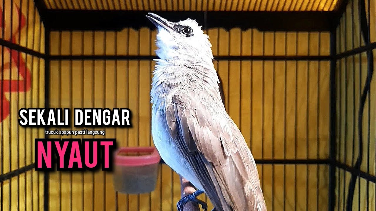 trucukan gacor ROPEL PANJANG buat pancingan trucukan agar bunyi JADIKAN burung trucuk gacor EMOSI
