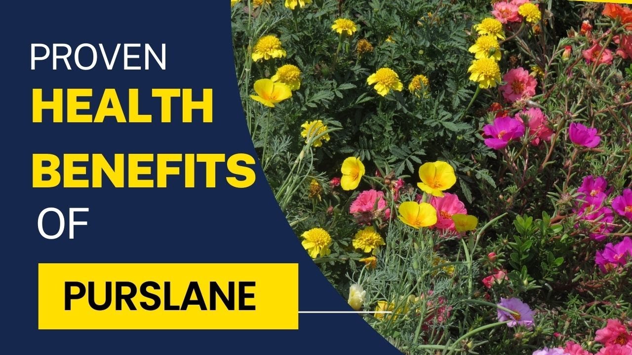 10 Proven Health Benefits Of Purslane &ndash;Take Charge of Your Health