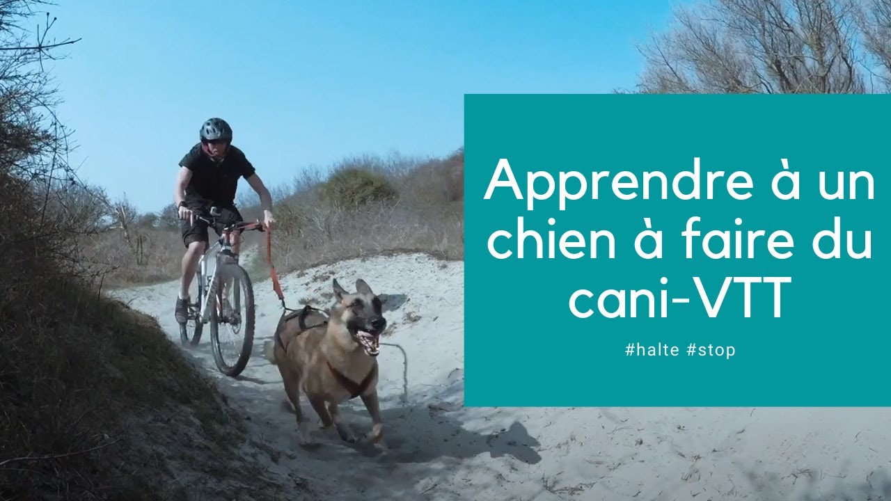 Apprendre à un chien à faire du Cani-VTT : halte et stop