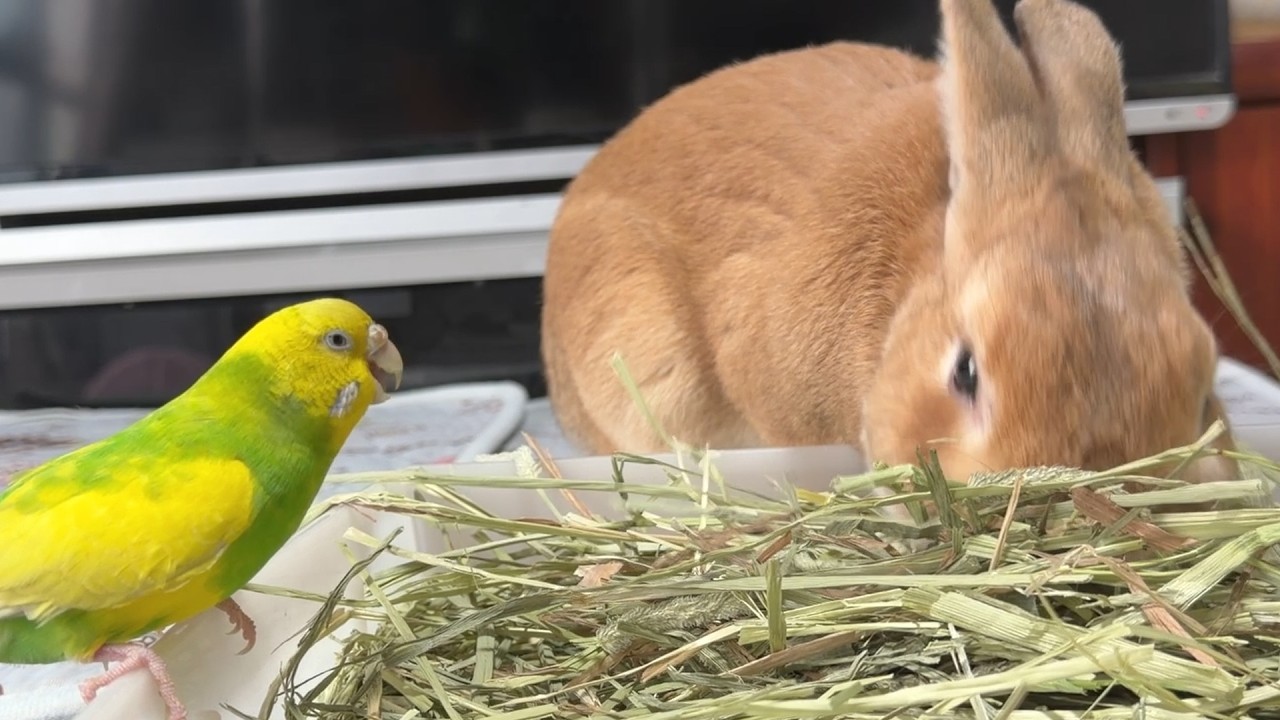 お食事会で交流を深めようとするインコを、容赦なく無視するウサギ・・・　(No.2142)