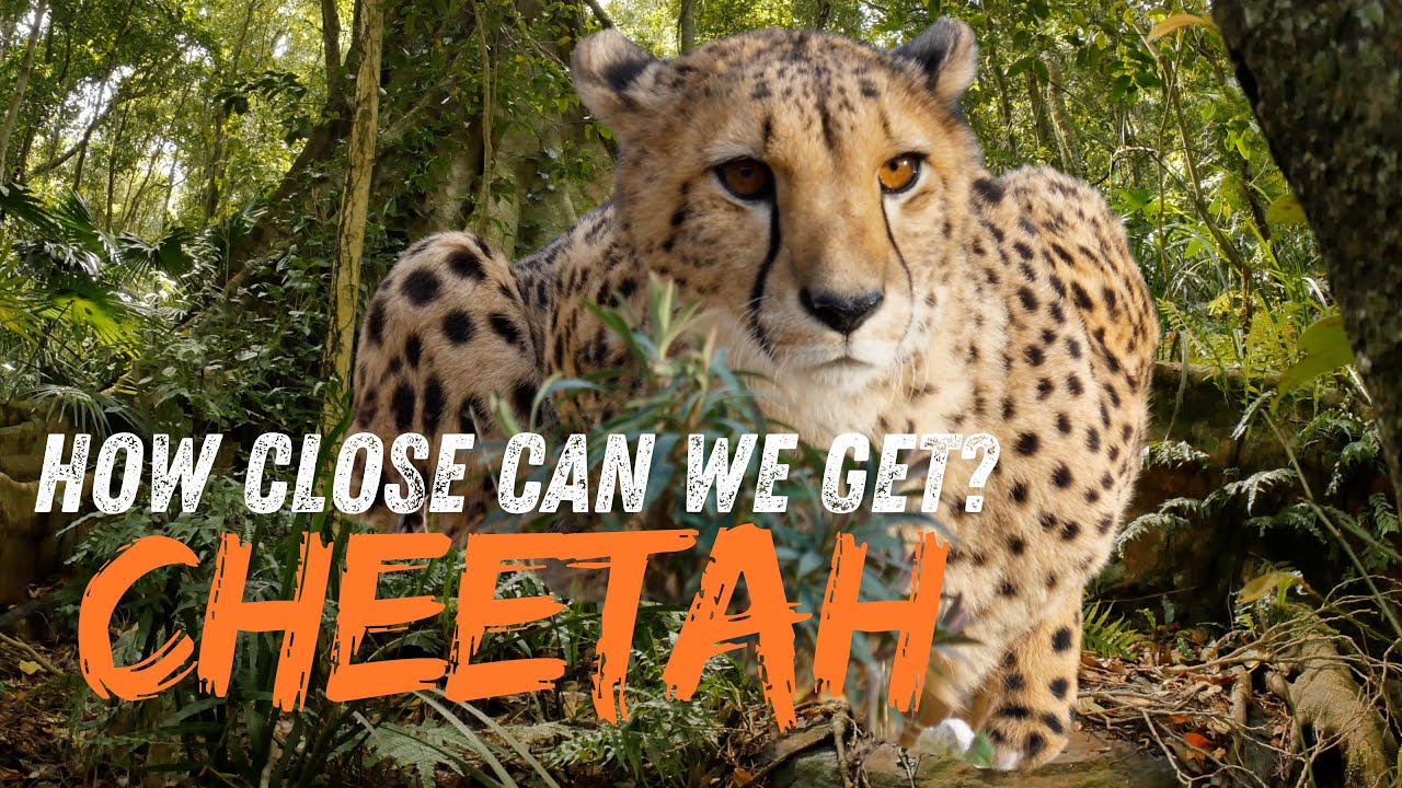 Tracking Cheetahs on foot in South Africa (Buffelsdrift Game Lodge)