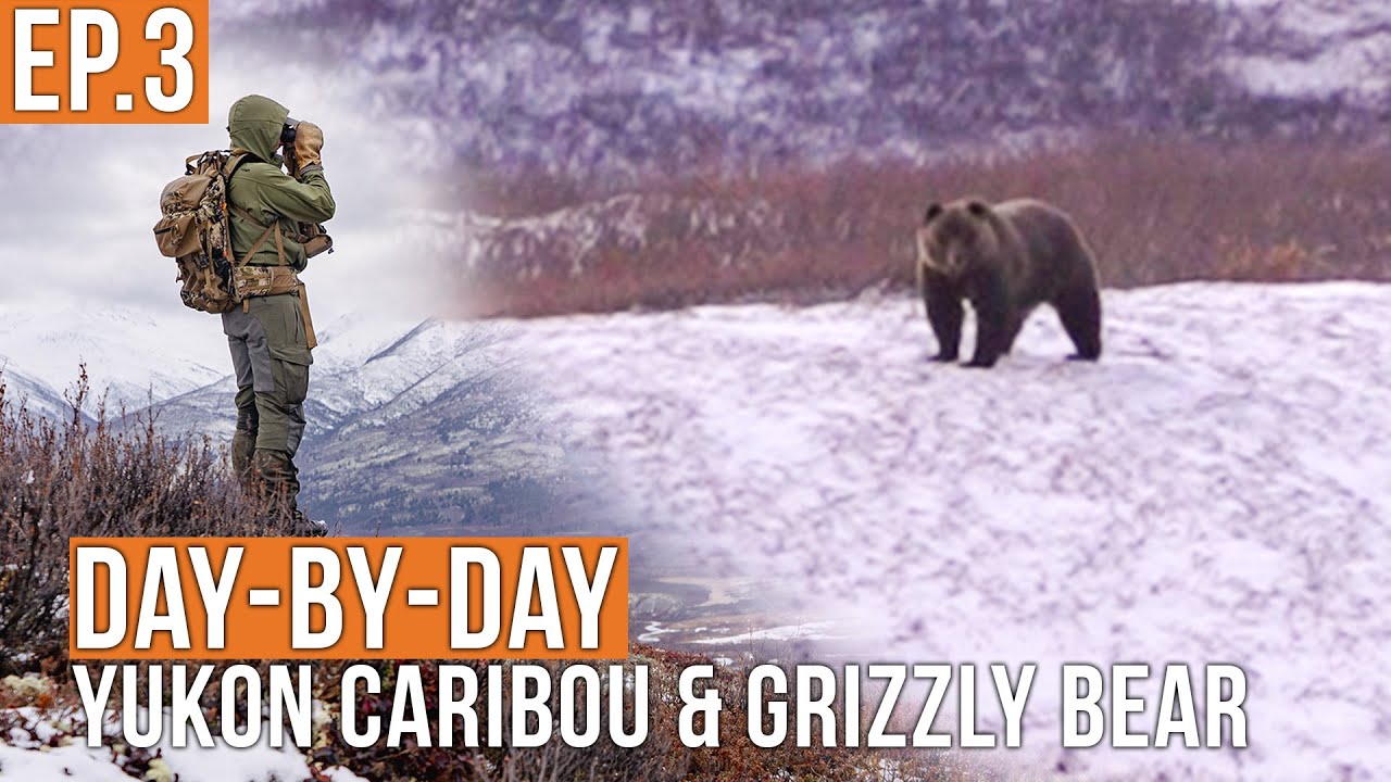 Stalking a GIANT Grizzly Bear | Yukon Caribou & Grizzly Bear (EP.3)