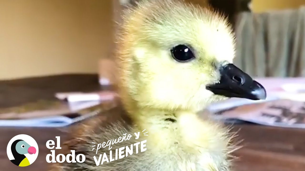 Pequeño ganso no se aparta del hombre que lo rescató I Pequeño y Valiente | El Dodo