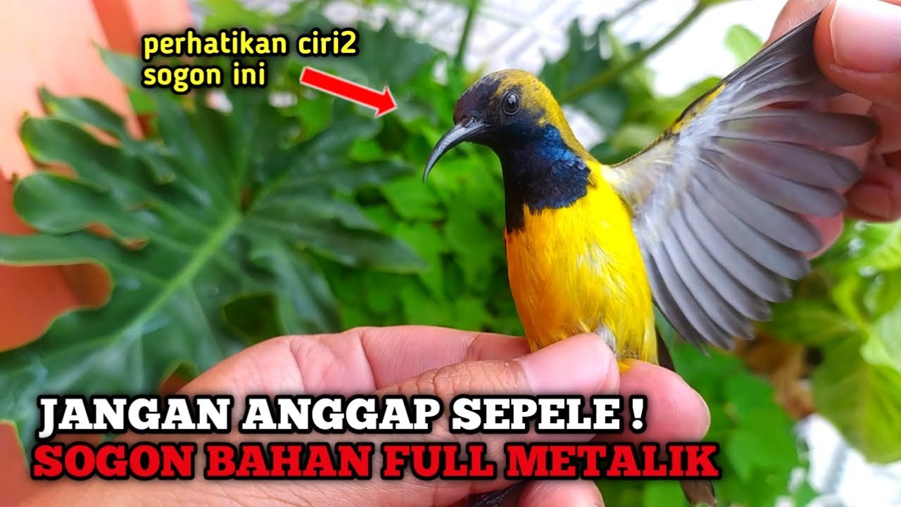 Jarang yang tau‼️ inilah ciri2 Sogon full metalik yang Bagus dan gampang gacor
