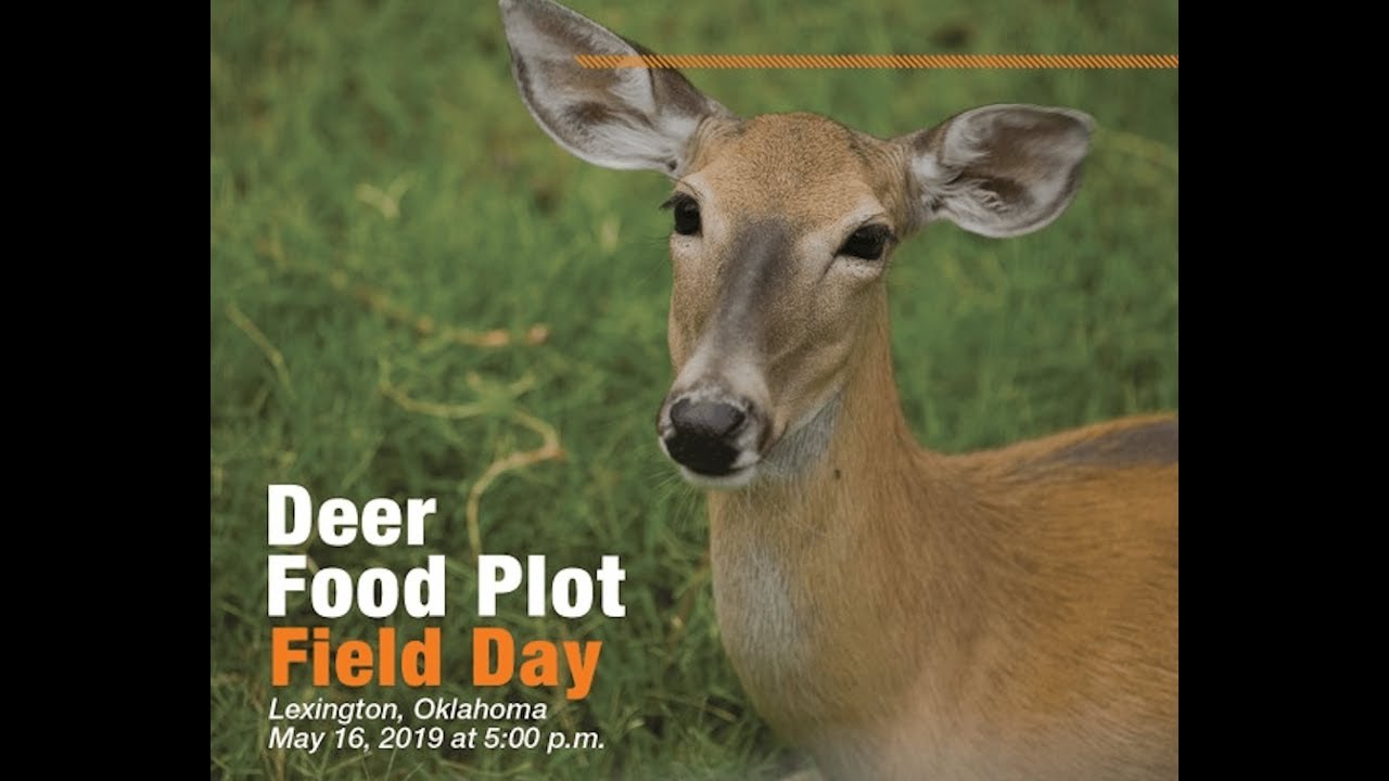 Cereal grains in food plots- Dwayne Elmore
