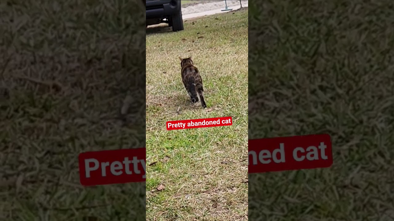 Почему они тебя бросили? #флорида #красиваякошка
