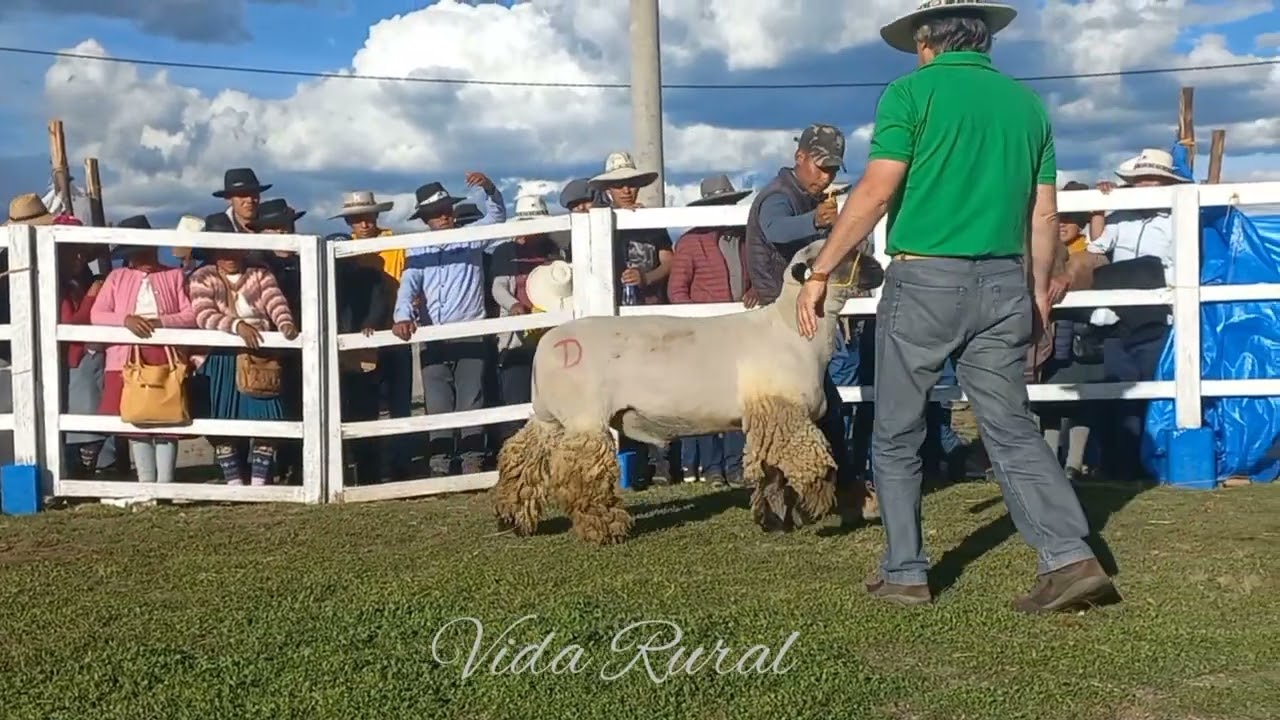 Campeón Hampshire Down en la EXPO REYES 2024