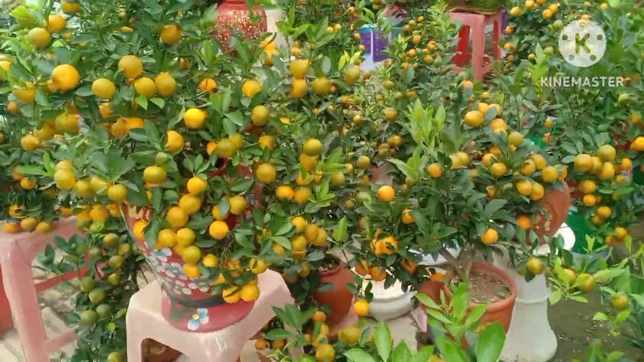 Chợ tết duong trường chinh hải dương cu 