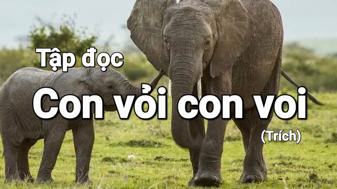 Con vỏi con voi - Tiếng Việt 2 | 