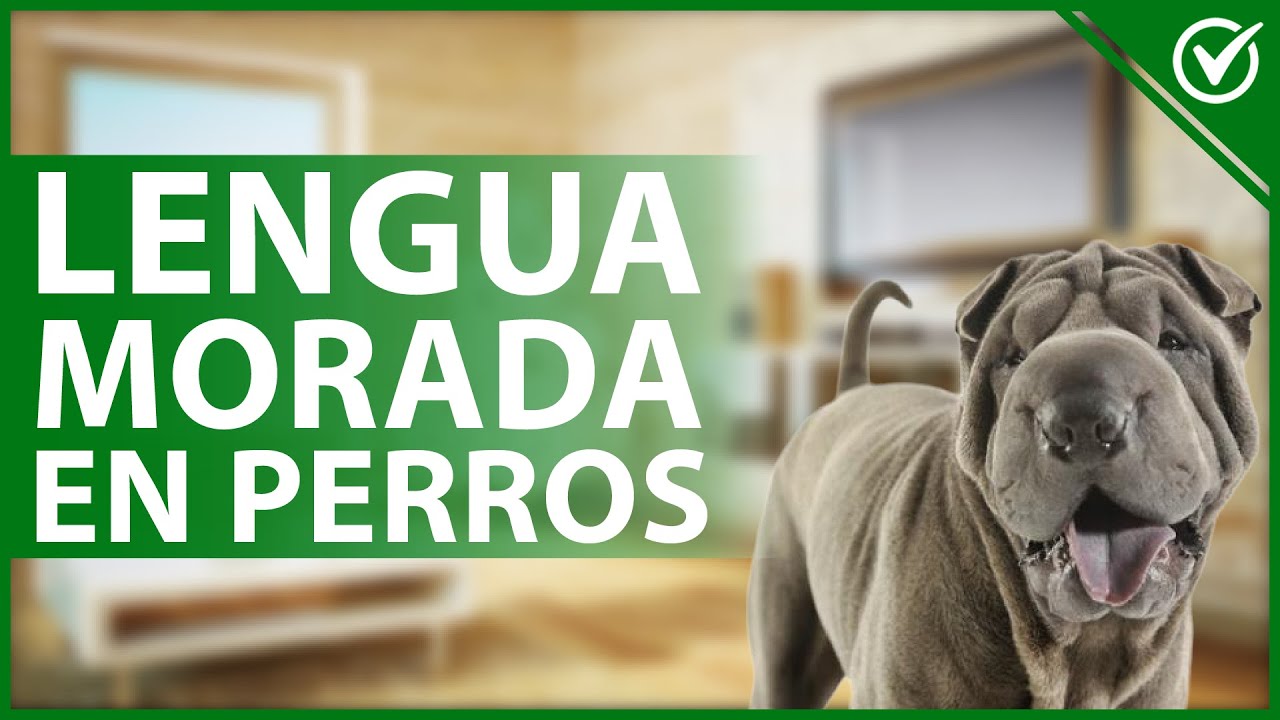 🐶 ¿Por qué mi perro tiene la LENGUA MORADA y qué debo hacer? - Todas las causas 💜🐶