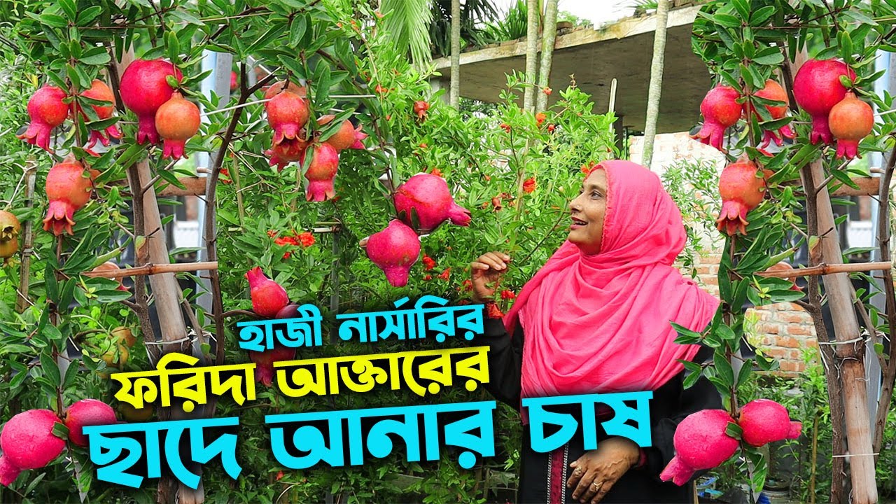 হাজী নার্সারির ফরিদা আক্তারের ছাদ বাগানে আনার চাষের সফলতা | উদ্যোক্তার খোঁজে