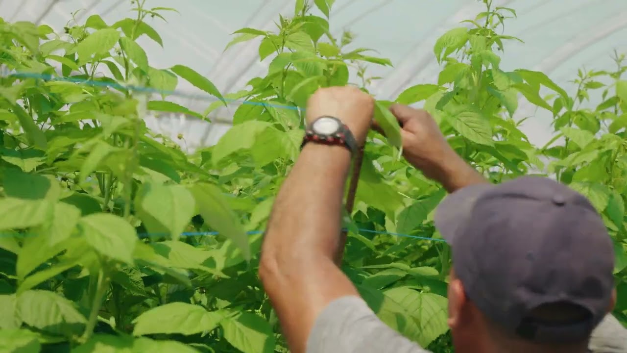 Palissage et taille de sélection de tiges de framboisiers