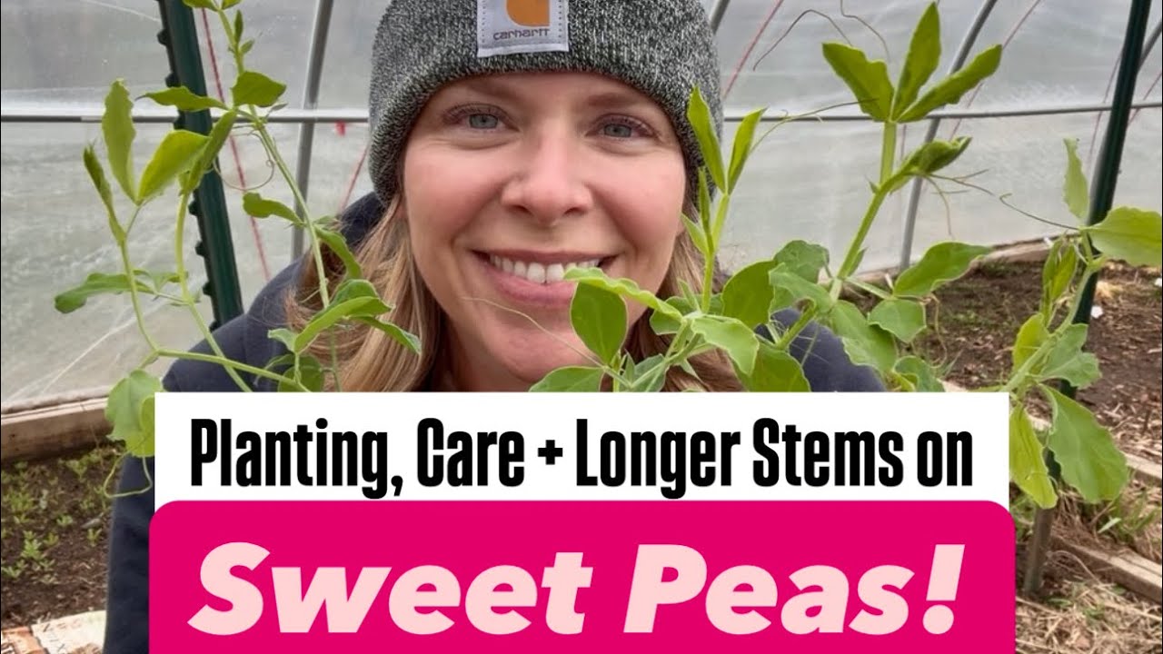 Planting, Care + Longer Stems from your Sweet Peas!  flower farm : zone 5 : cut flowers
