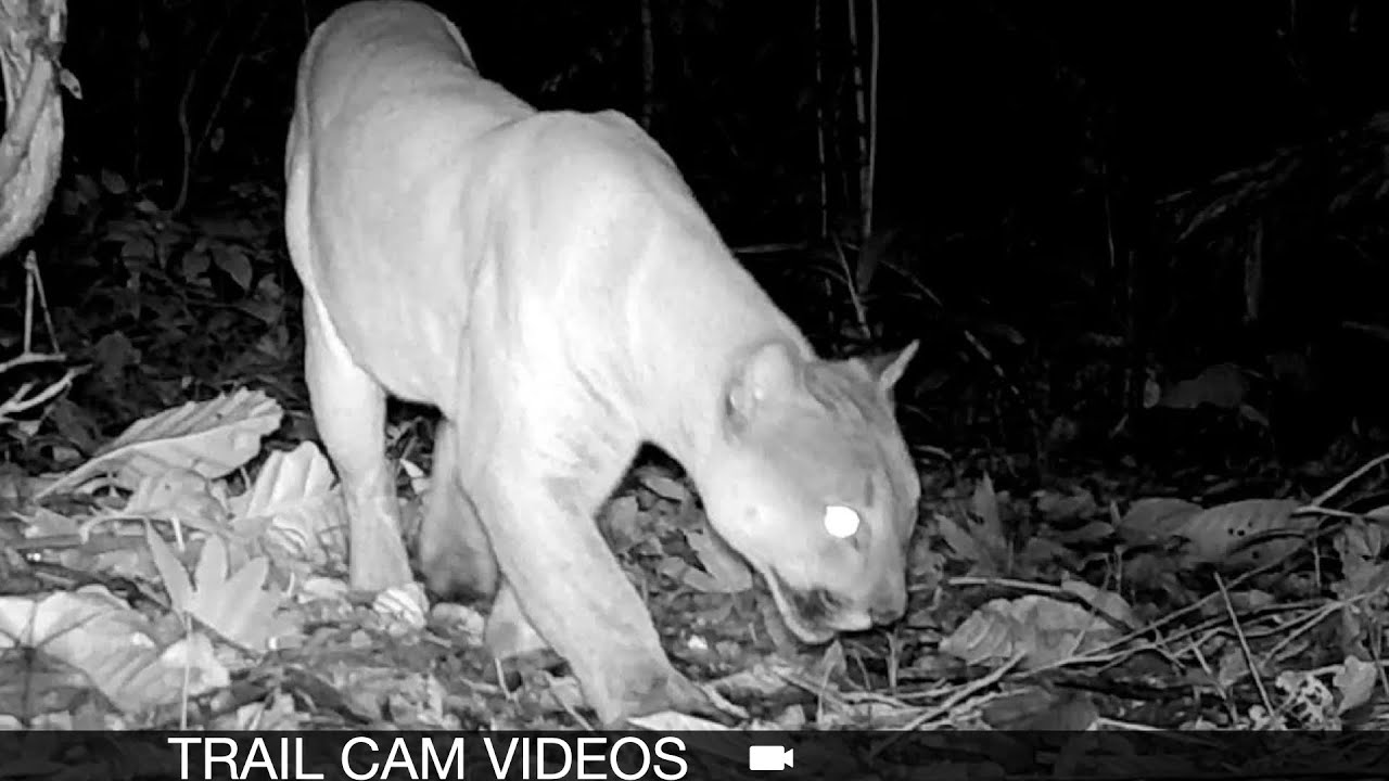 Wild Trail Camera Video Footage of Costa Rica's Cats and Critters