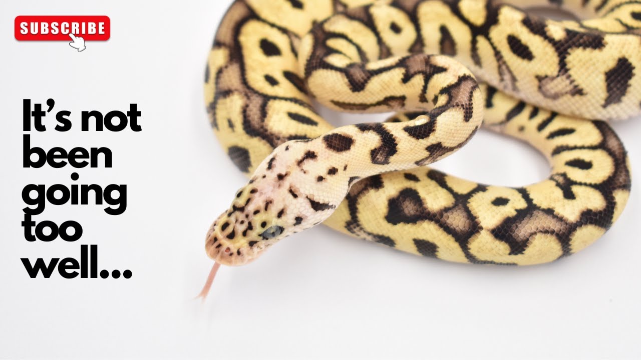 Is the Ball Python hobby OVER? The effect of Morphmarket auctions