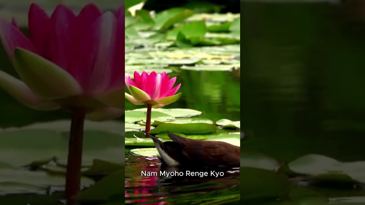 Daimoku - Chant Nam Myoho Renge Kyo 5 Minutes - Miracle Mantra #Daimoku #NamMyohoRengeKyo
