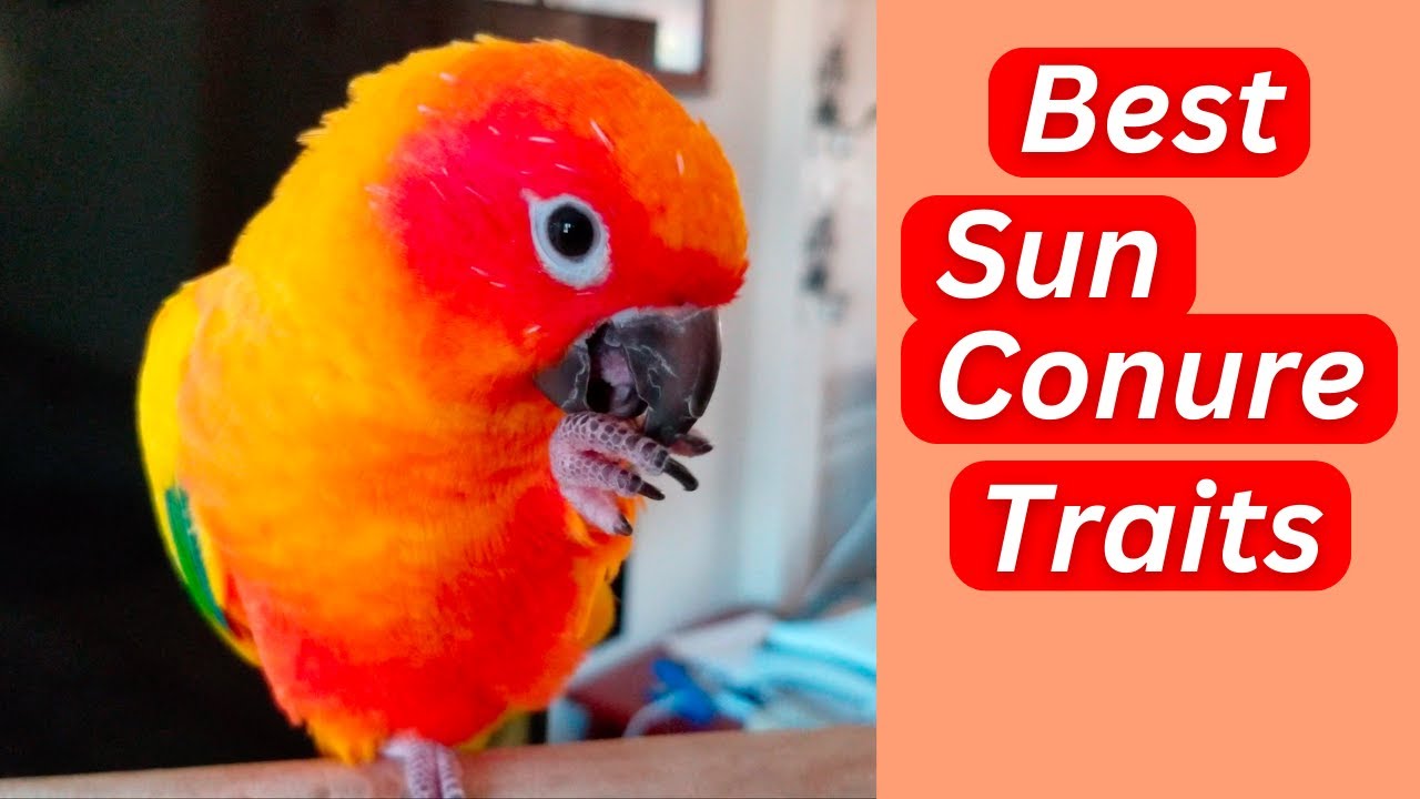 The BEST Things About Sun Conure Parrots
