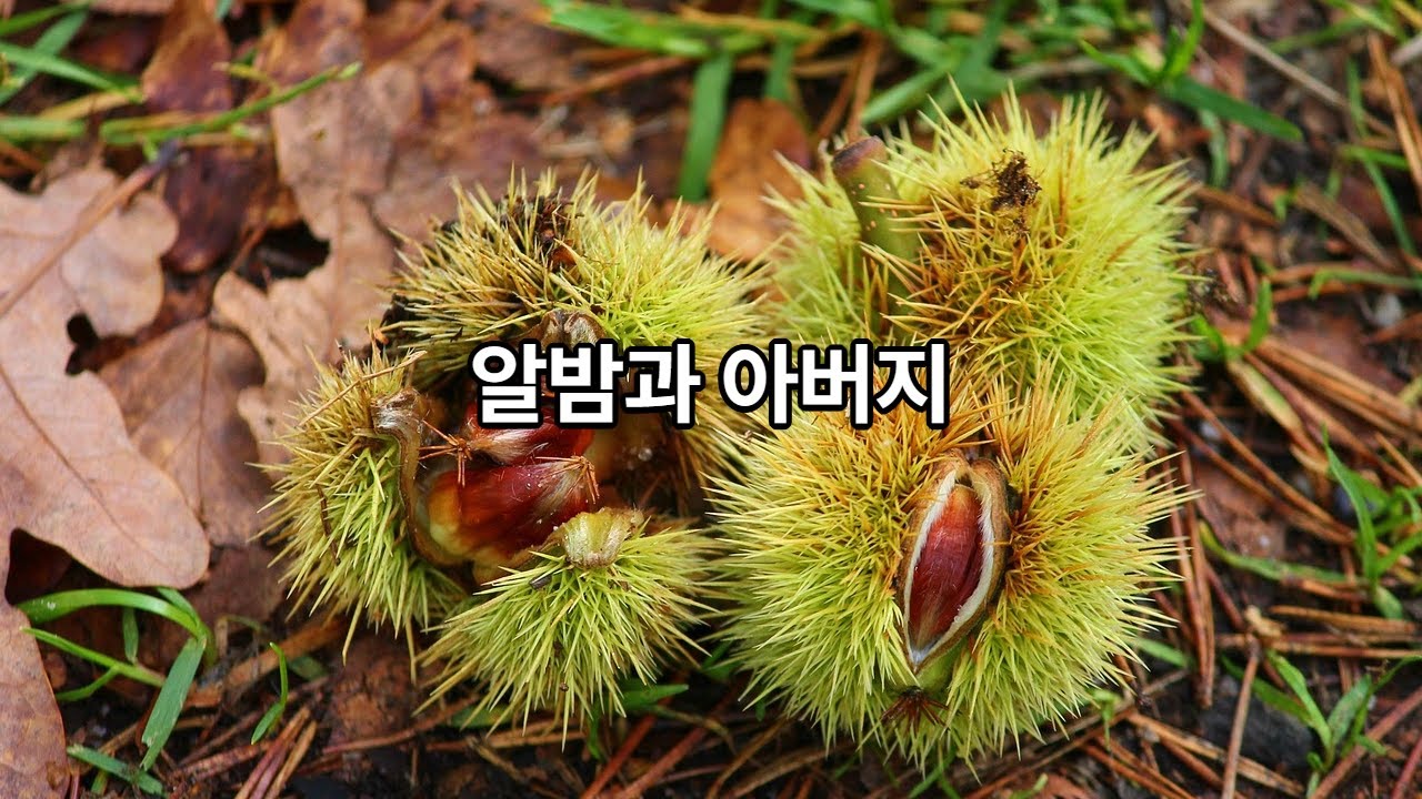 알밤과 아버지