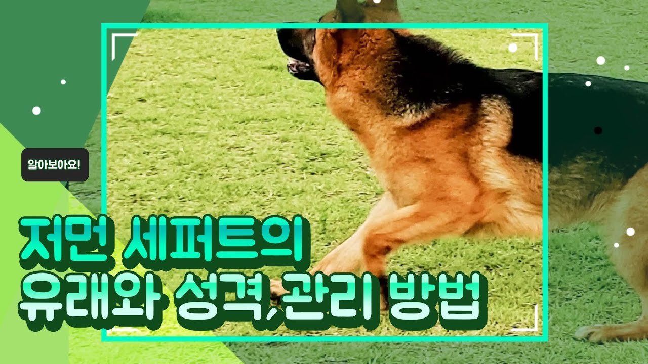 #대형견 #저먼셰퍼드 #반려견  저먼 세퍼트의 성격,관리방법