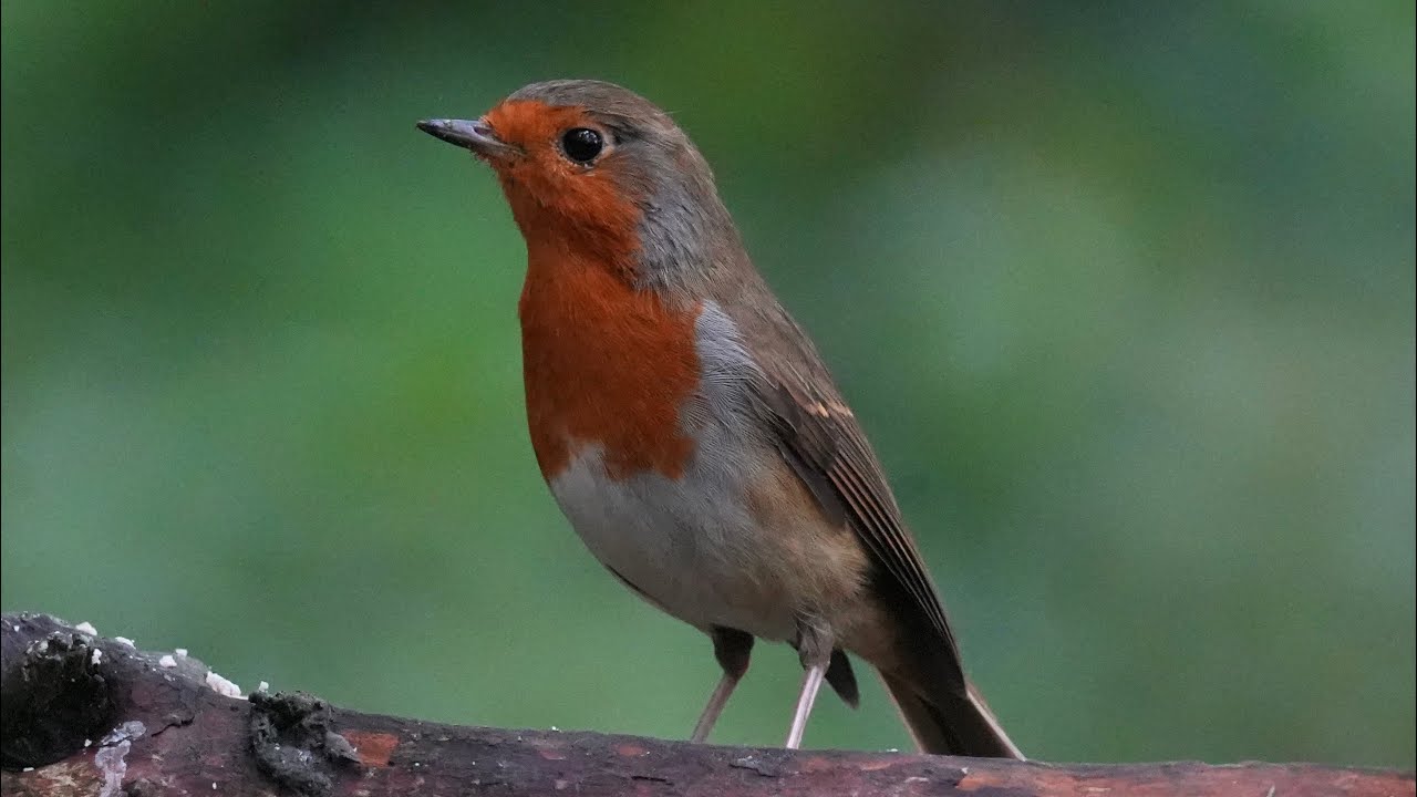 A day at North Star Wildlife Hide