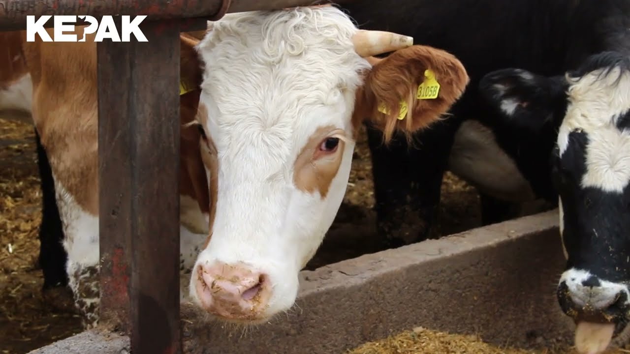 Explore the Future of Sustainable Agriculture at Kepak Farm!