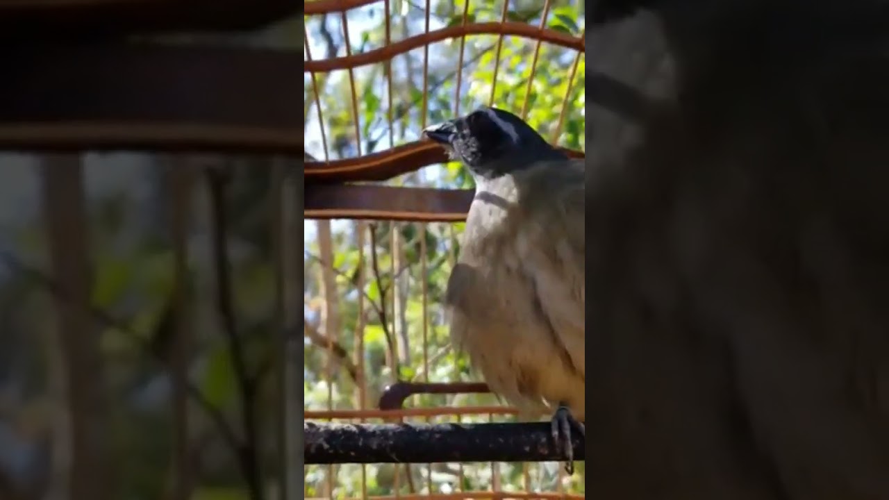 Trinca Ferro MACHEANDO e  ENFEMADO no MATO! #trincaferro #esquenteseutrincaferro #trincaferrofibra