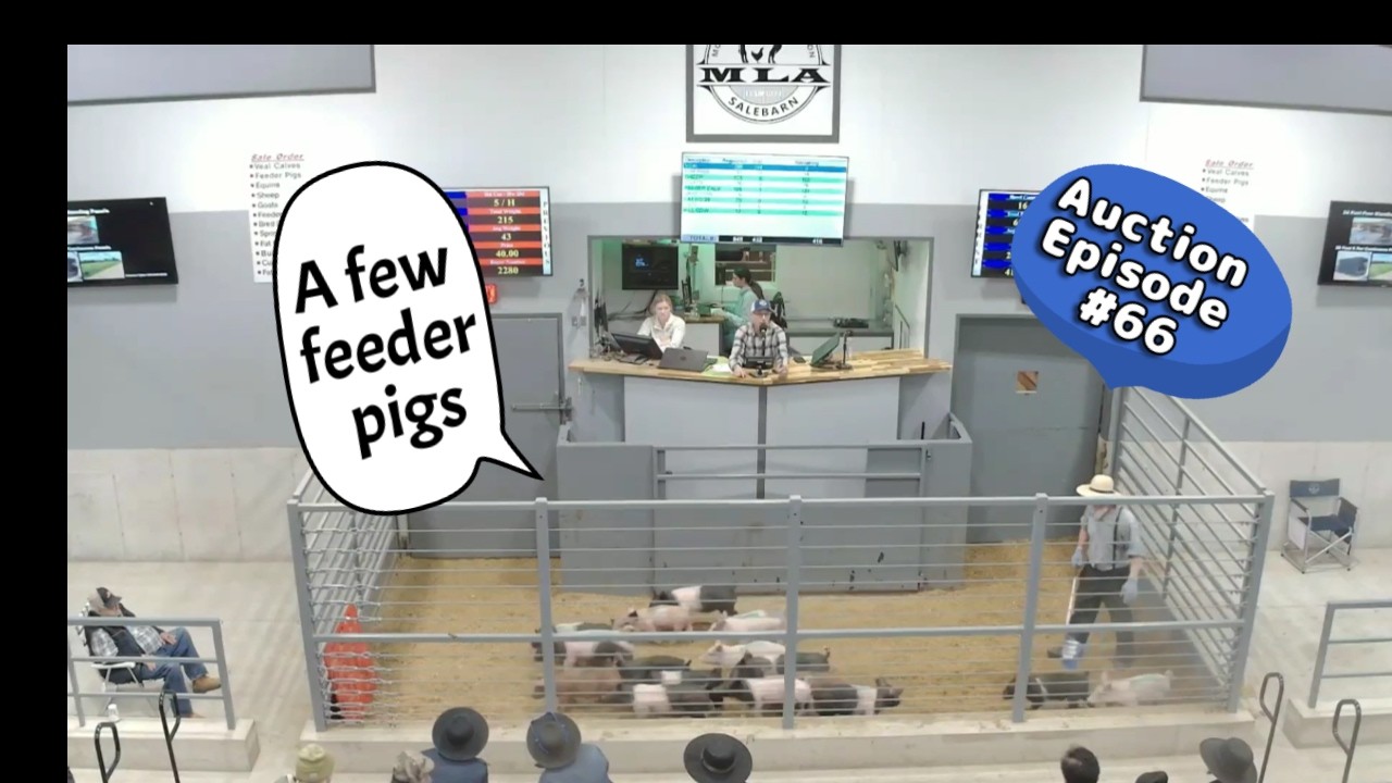 Feeder Pig Auction On 02/10/2026