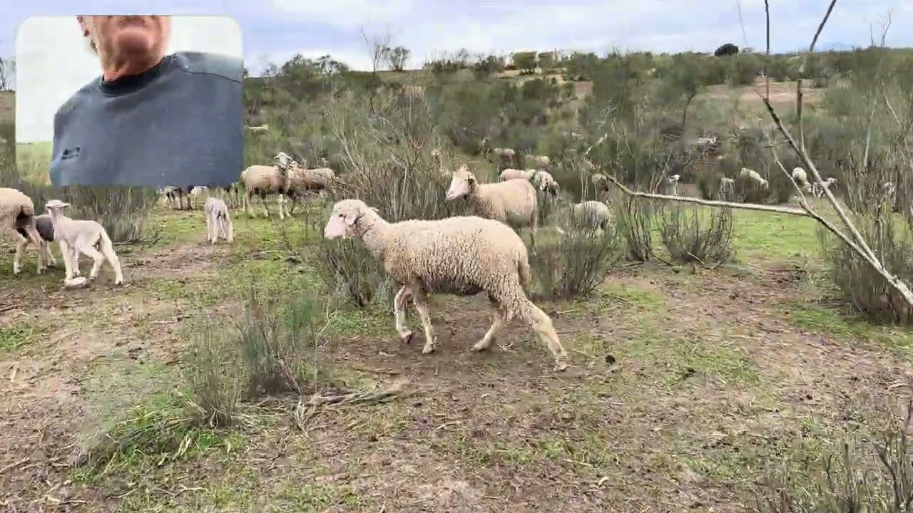 Los de partos simples entrando sus madres 