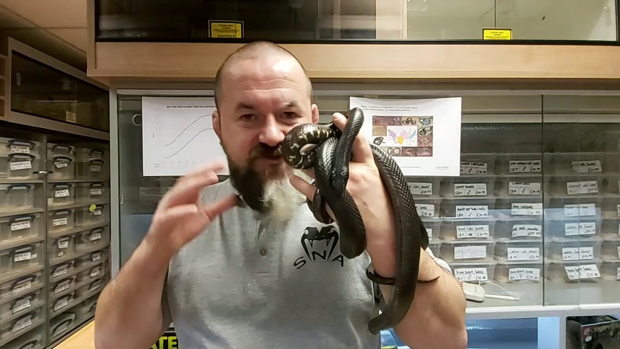 S'N'A Introducing Series: Episode 41 - Black King Snakes (Lampropeltis getula nigra)