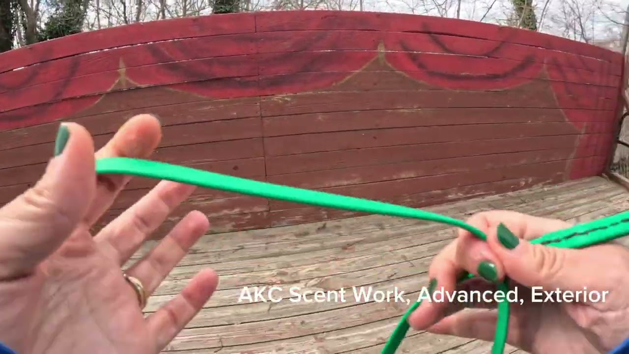 Remy - AKC Scent Work - Advanced - Exterior (Leg 1)