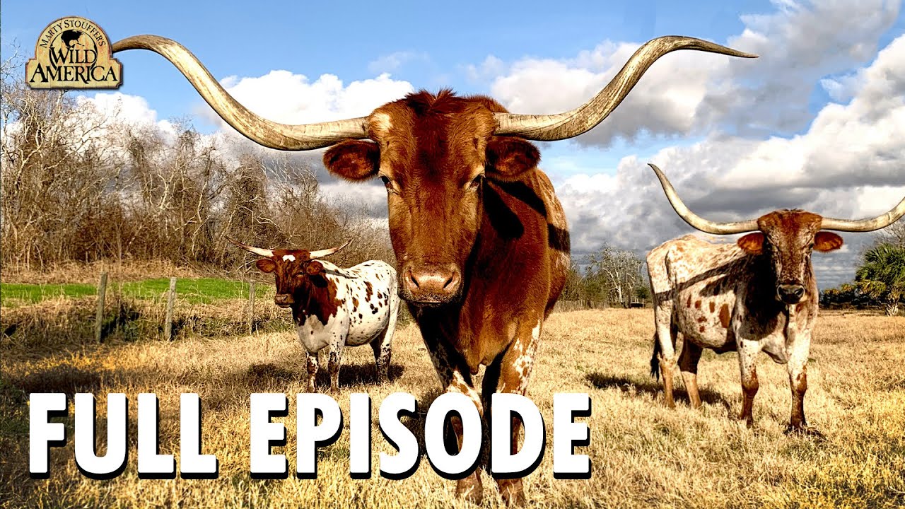 Wild America | S8 E9 'Wild Texas' | Wild America Animal Channel