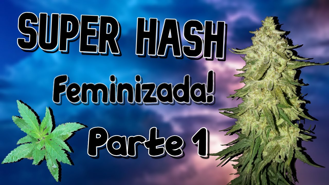 Super Hash fem - Parte 1 Seguimiento exterior marihuana - Pyramid Seeds.