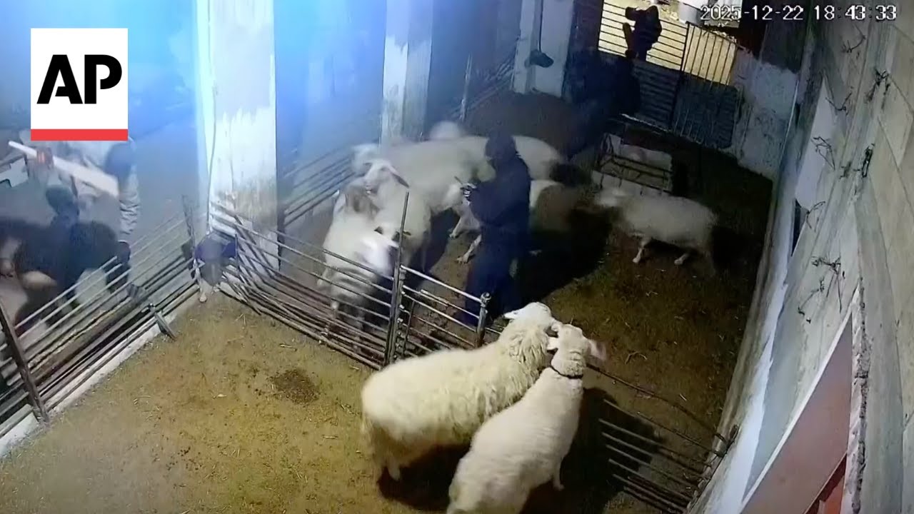 Israeli settlers forcibly enter Palestinian home and kill sheep in the West Bank