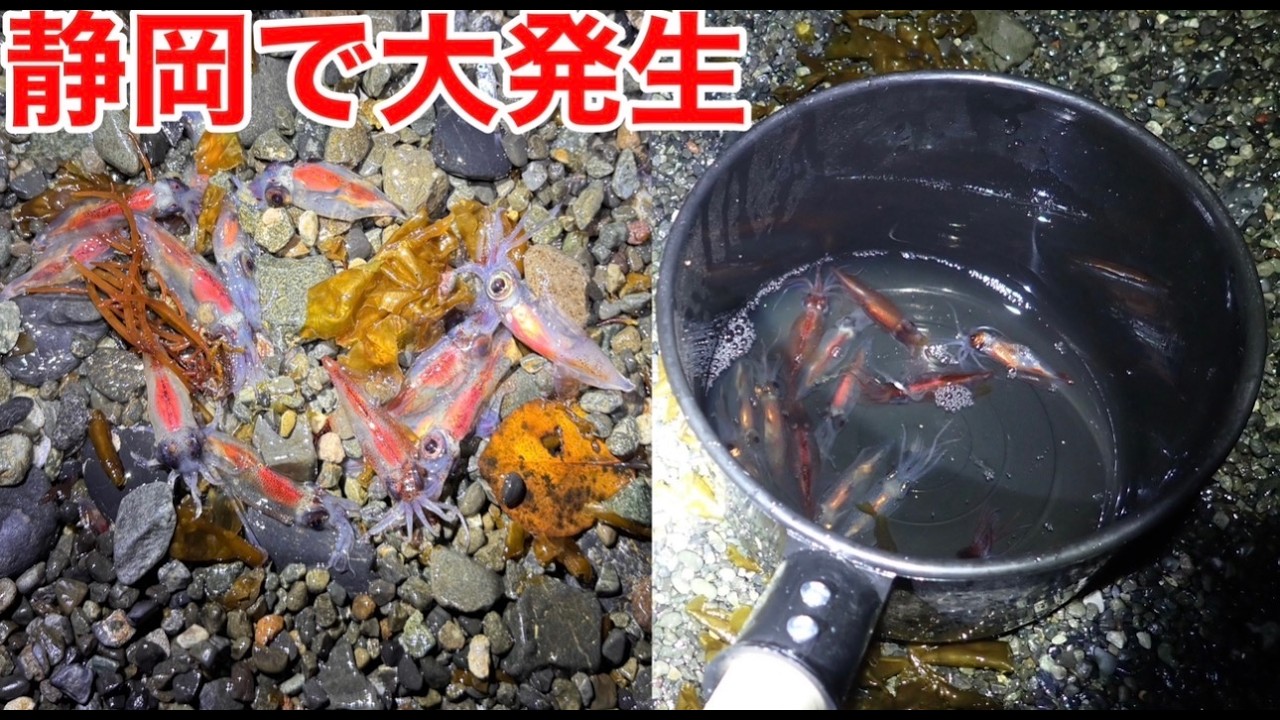 【ありえない】ホタルイカの大量身投げが静岡で発生中？？