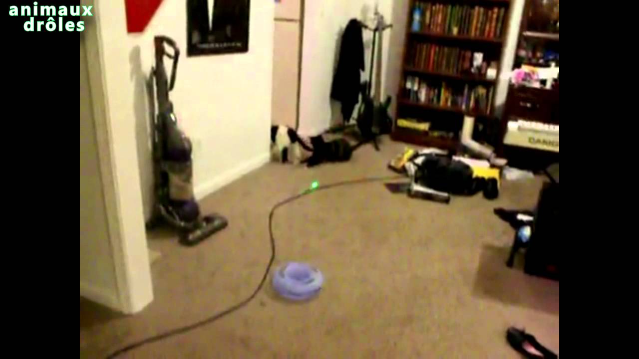 Chats drôles essayant d'attraper la lumière laser - Chats vs pointeur laser [VIDÉO HD]