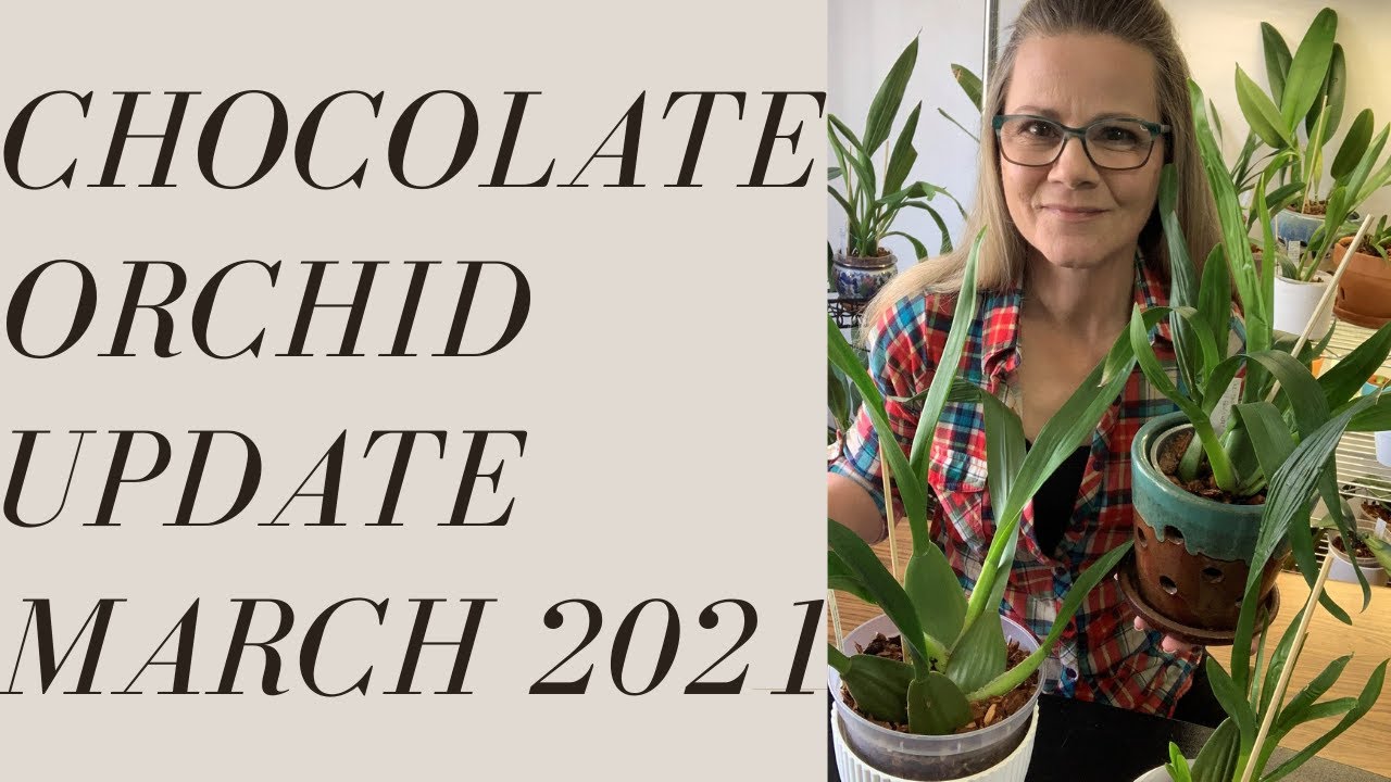 NEW GROWTHS ON ONCIDIUM SHARRY BABY (with a SURPRISE) || MARCH 2021- 2 month progress update