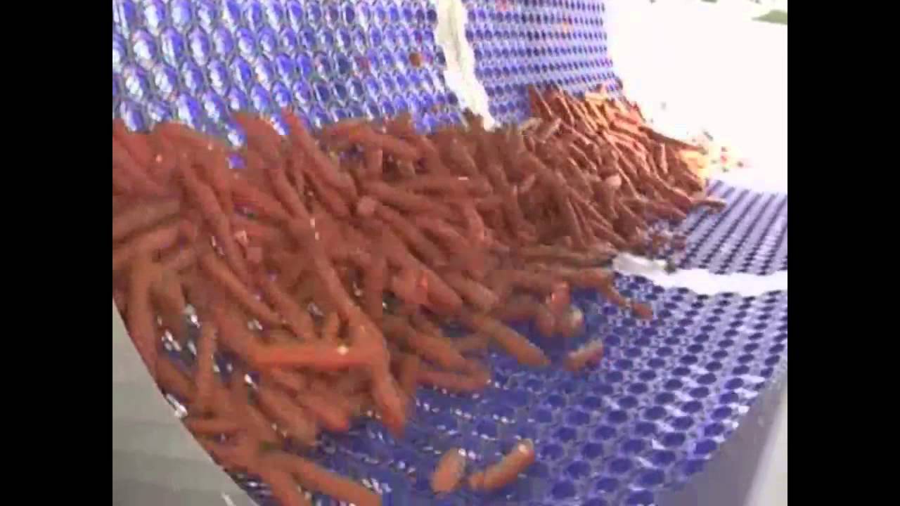 10 Carrot Grading Drum for undersize or broken product by Marcelissen Carrot sorting