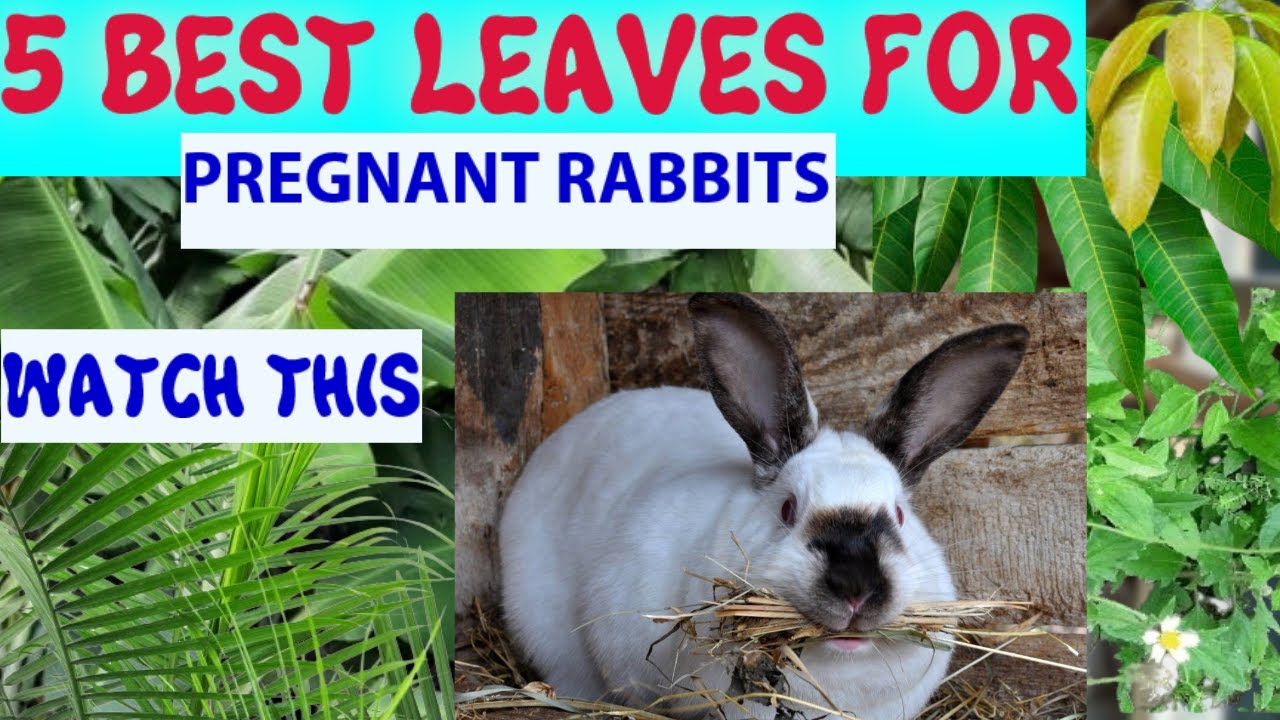 6 leaves  for pregnant rabbit