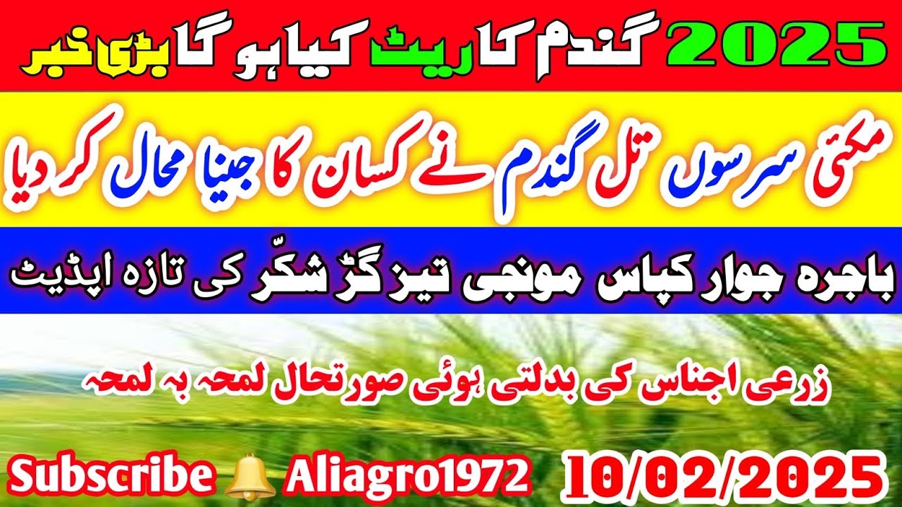 Gundam Crisis In Pakistan | Munji rates 2025 | Sarson Til&nbsp; Makki Cotton Gur Mandi Rates