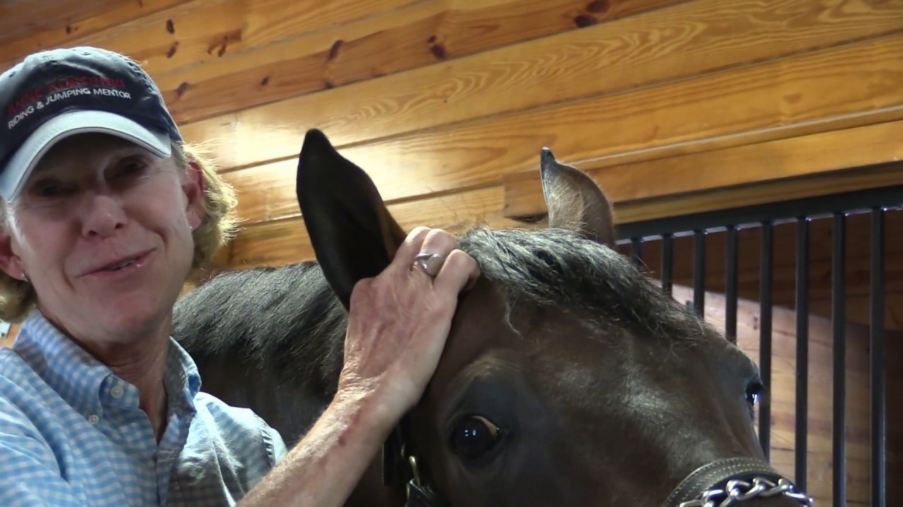 Anne Kursinski Riding and Jumping Mentor Tip: How to put ear plugs in a horse's ears