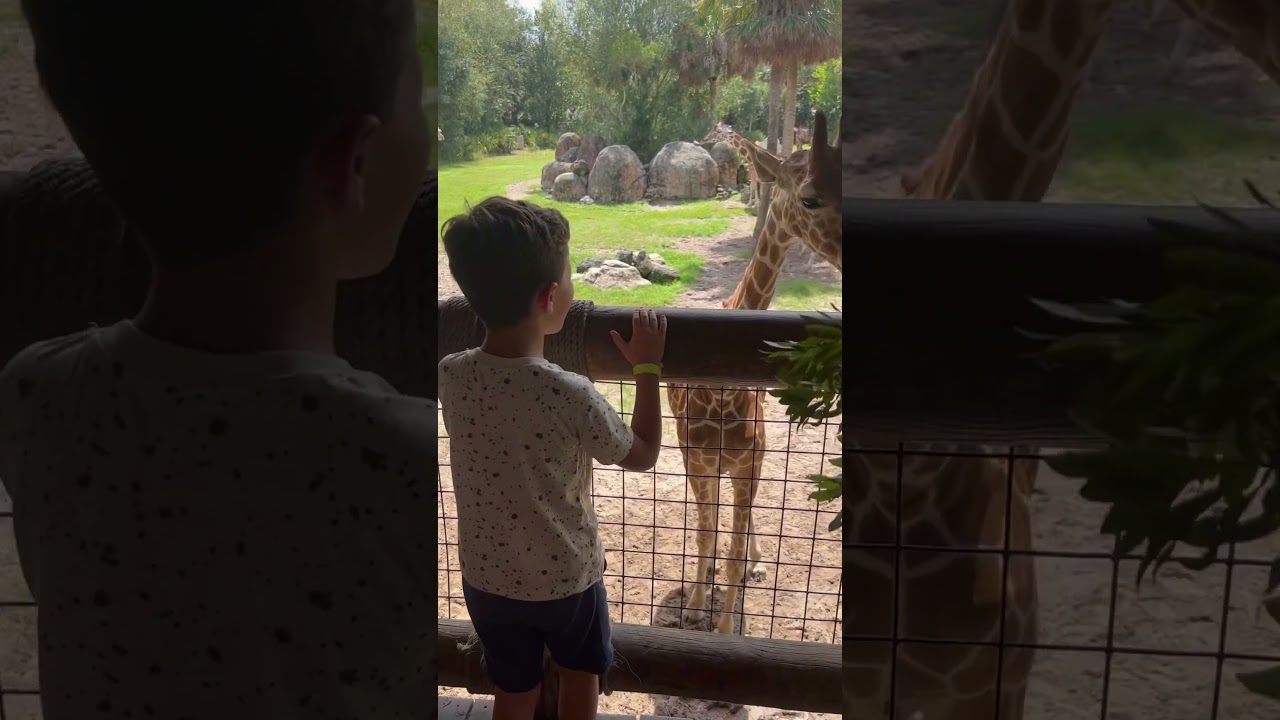 Zoo #nagringa