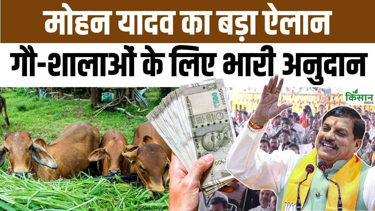 CM Mohan Yadav makes a major announcement on Govardhan Puja. Funding for cow shelters doubled.