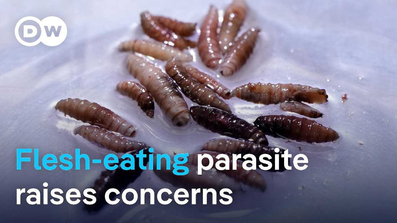 Screwworm outbreak near Texas-Mexico border threatens cattle | DW News