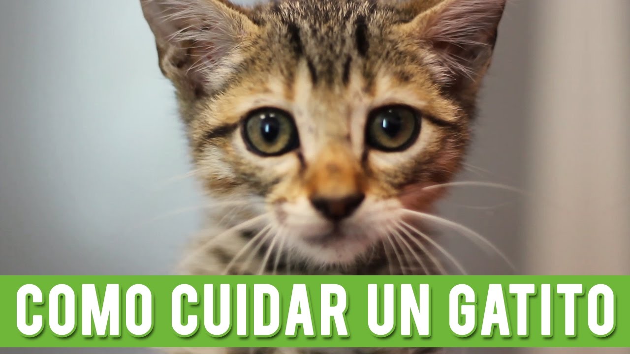 C&oacute;mo Cuidar Un Gatito | Cuidados De Un Gato Cachorro