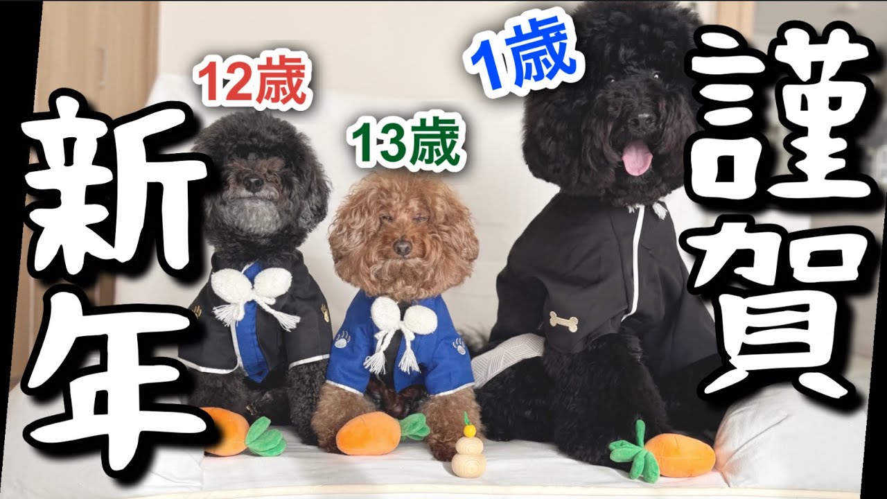 【撮影裏側】2026あけおめ！プードル3兄弟「ゆるゆる年末年始」密着w
