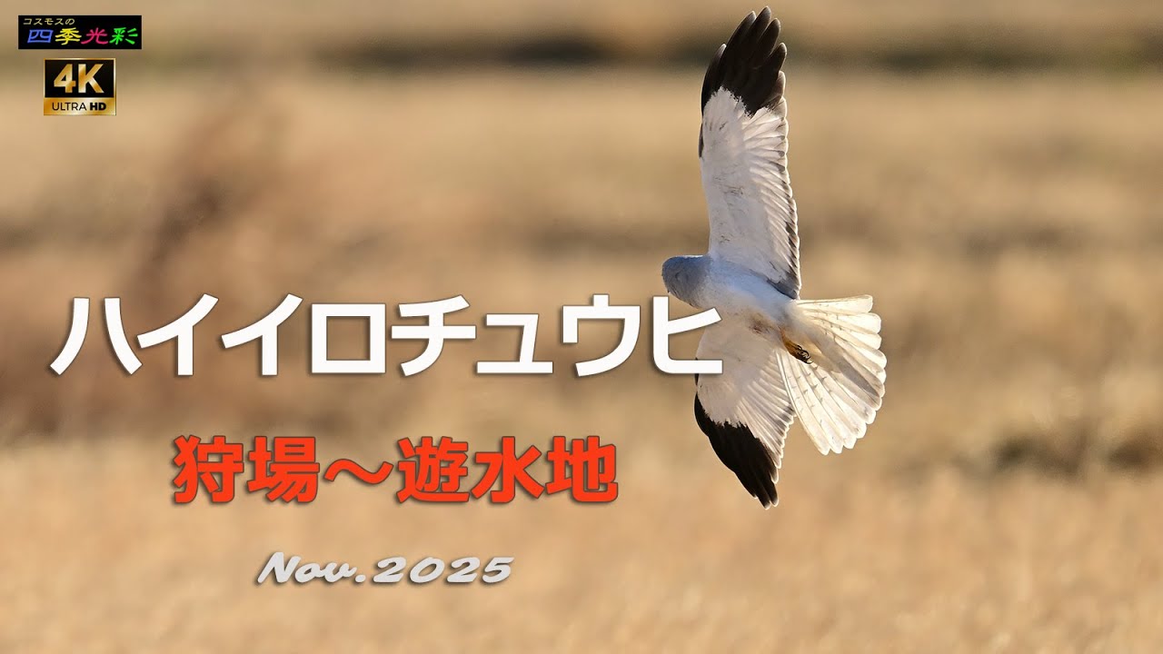2025 ハイイロチュウヒ（渡良瀬遊水地）コウノトリの群翔【4ｋ】／山岳詩＿NikonＺ9